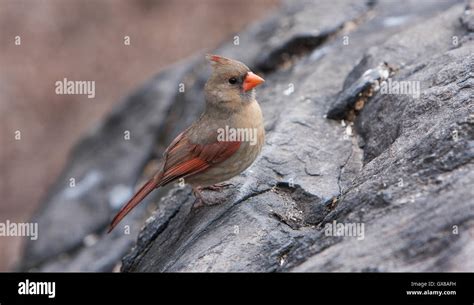 Female Cardinal Bird Hi Res Stock Photography And Images Alamy