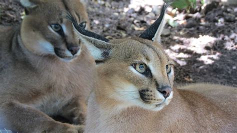 The Caracal 6 Remarkable Adaptations And General Facts Owlcation