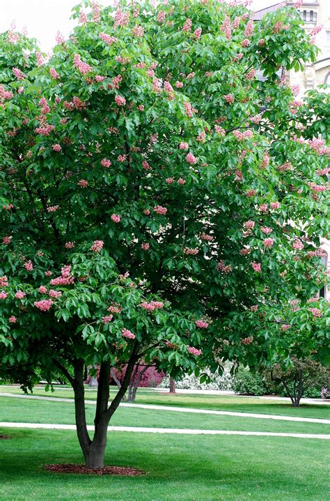 Red horse chestnut trees to buy from tree shop online from one of the longest established tree,hedging and shrub nurseries in the uk.fast uk the french have led the way in horticultural research into this cross. Briotii Red Horsechestnut - Aesculus x carnea 'Briotii ...