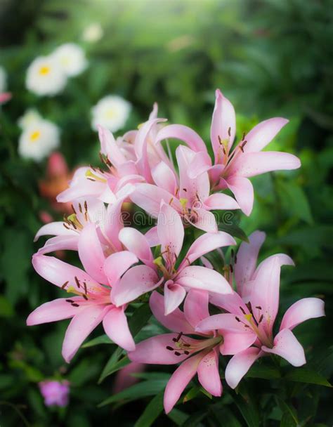Flowers Of Pink Lilies In The Garden Stock Image Image Of Botany