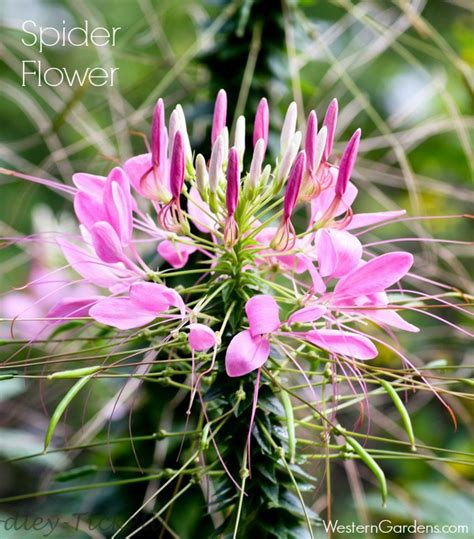 Our fast growing petunia seeds come in spreading, trailing and mounded varieties that flourish in beds, containers or as border flowers in any garden. 10 Deer-Resistant Plants - Western Garden Centers