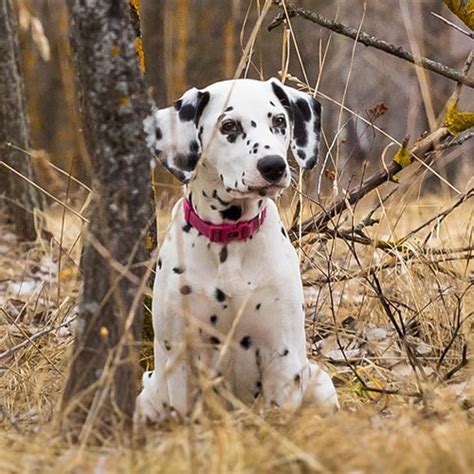 Why Do Dalmatians Get Their Spots Later
