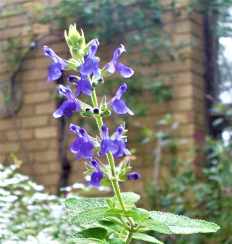 Salvia ‘harmony Victorian Salvia Study Group