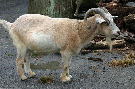 How Much Does A Pygmy Goat Cost