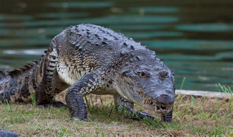 Mexican Crocodile Facts And Pictures