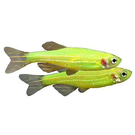 Glofish Electric Green Danio Pet Fish Fish Live Fish
