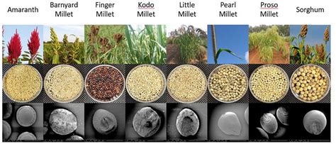 Frontiers Physical And Structural Characterization Of Underutilized Climate Resilient Seed