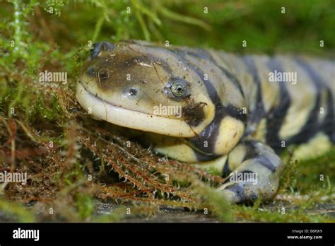 Ambystoma Tigrinum Mavortium Prohibido Salamandras Tigre Fotograf A