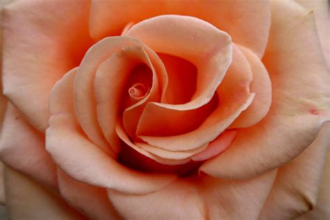 4 to 8 days at 70 to 72 f. 41+ Peach Flowers Wallpaper on WallpaperSafari