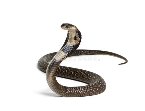 King Cobra Ophiophagus Hannah Venomous Snake Against White Stock