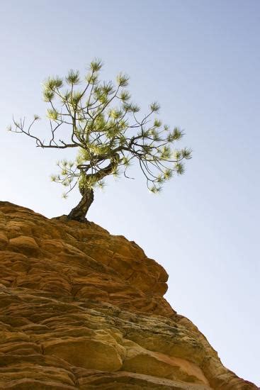 Pinyon Pine Solitary Pine Tree On Top Of An Isolated Photographic