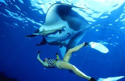 Free Dive Manta Rays Manta Ray Manta Snorkeling