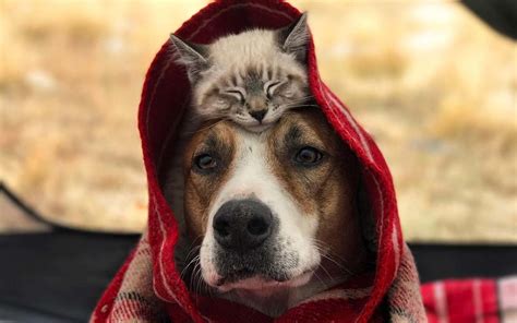 This Dog And Cat Are Best Friends And Theyre Traveling The World Together Travel Leisure
