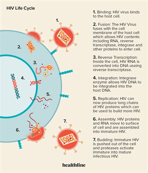 What Is The Hiv Life Cycle Antiretroviral Drugs Target Stages