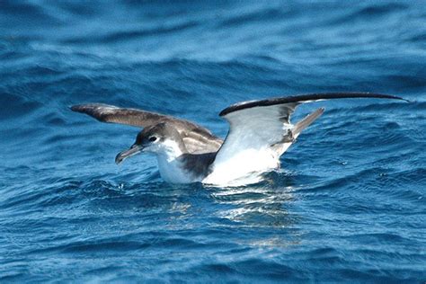 Bullers Shearwater Wildlife In The United States