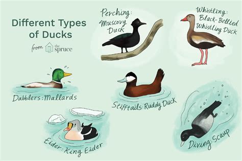 Can You Name The 12 Types Of Ducks Types Of Ducks Muscovy Duck Duck Species