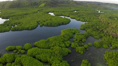 Aerial View Of Mangrove Forest And River On The Siargao Island
