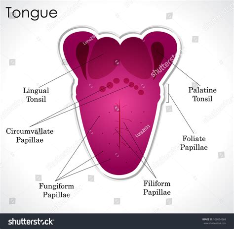 Anatomy Human Tongue Vector Version Available Stock Illustration