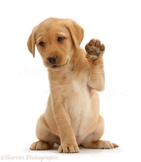 Dog Cute Yellow Labrador Puppy Waving Photo Wp41131