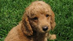 These energetic labradoodle puppies are a cross between the standard poodle & the labrador retriever. Medium Australian Labradoodle Breeders - Puppies for Sale in MN | Heartland Labradoodles