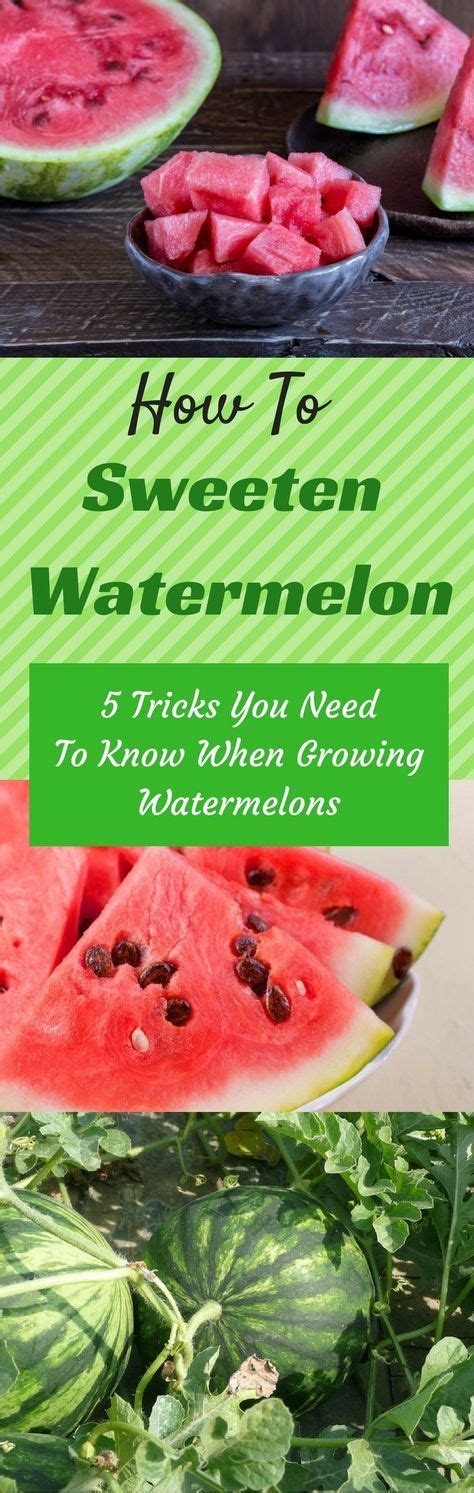 How To Sweeten A Watermelon 5 Tricks You Need To Know When Growing Watermelons How To Grow