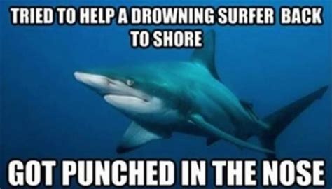 What Can The Funniest Shark Memes On The Internetz Teach Us About Ocean