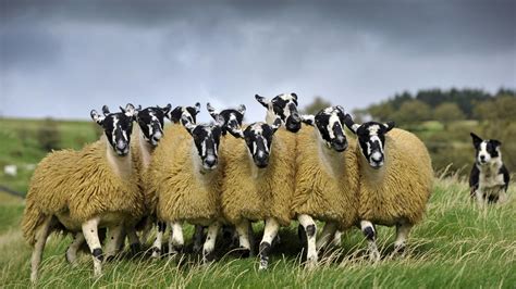 Sheep Flock Bing Wallpaper Download