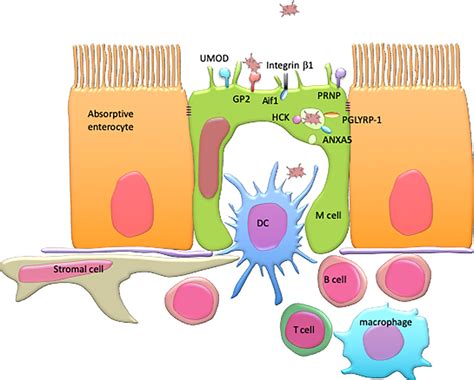 Intestinal M Cells Tireless Samplers Of Enteric Microbiota Kanaya