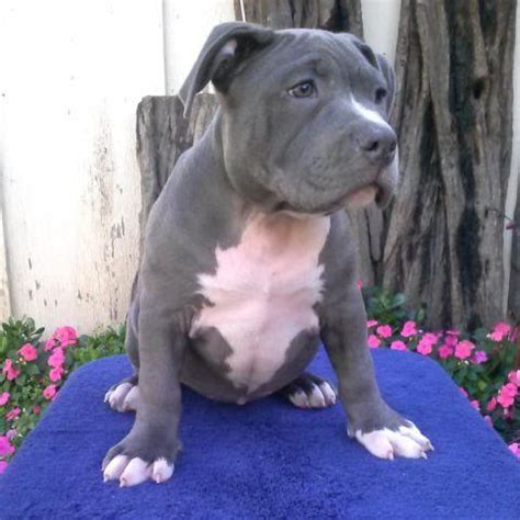 Razors edge pitbulls perhaps the most commonly recognized of all the bully bloodlines in the world. UKC registered Razors Edge American Bully puppies for sale-11 weeks ol for Sale in San Jose ...