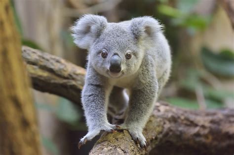 10 Facts About Marsupials