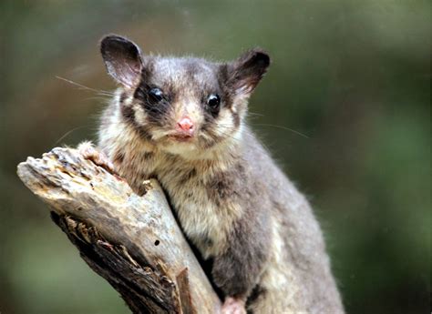 Leadbeaters Possum Endangered Species Supporters Australia Protect