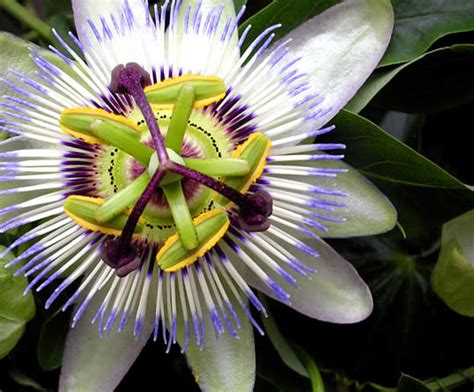 Blue Passion Flower Common Passion Flower My Climate Change Garden