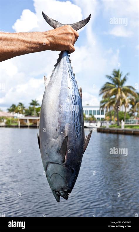 Mans Hand Holding Up A Bonito Tuna Fish Miami Florida Usa Stock