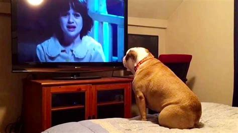 Funny Dogs Reaction To Watching Tv Top Dogs Video Dog Watching Tv