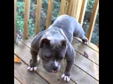 Our xl american bullies are bred to be confident, social and protective with an eagerness to please its family. Micro American Bully Puppy - YouTube