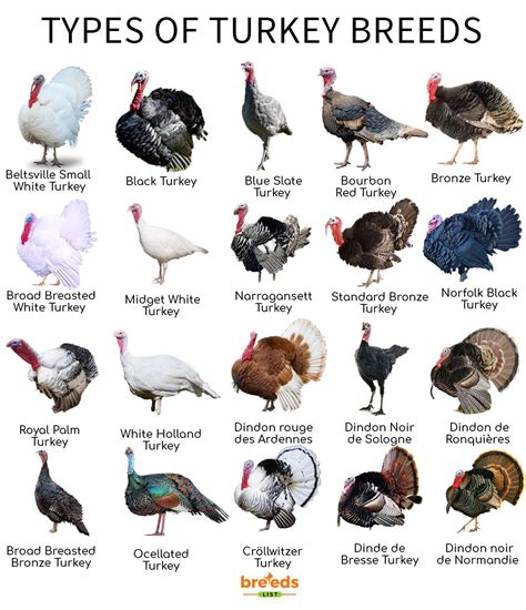 Turkey Breeds Facts Types And Pictures