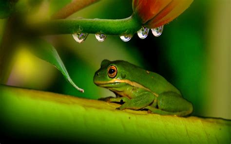 Tree Frog Wallpaper 64 Images