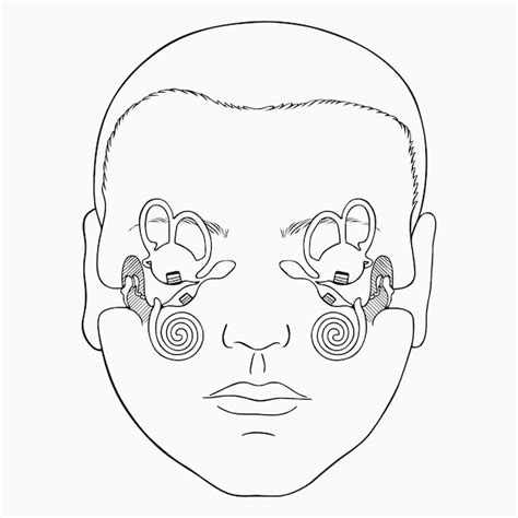 Premium Vector Vestibular Apparatus