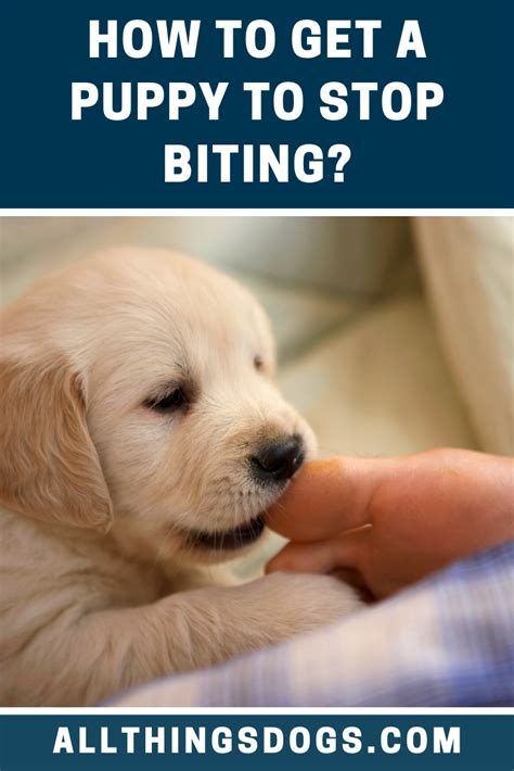 How to get my puppy to stop biting. How To Get A Puppy To Stop Biting | Puppies, Getting a ...