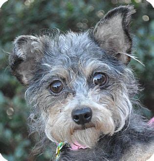 Please check out our available cats below and if one catches your eye, include his or her name in your cat adoption. Atlanta, GA - Maltese/Terrier (Unknown Type, Small) Mix ...