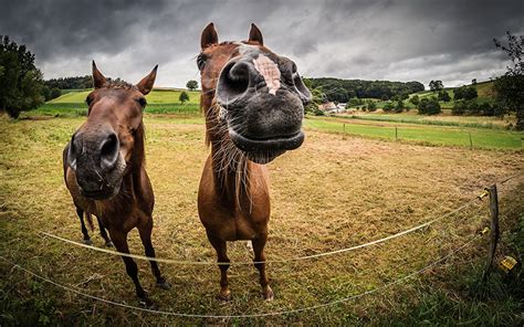My horse and me 2 is the sequel to the 2007 equestrian sports and lifestyle video game. Images Horses Two Fields Snout Animals