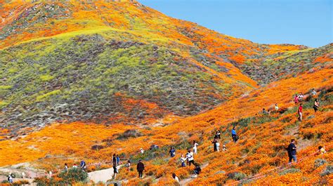 California Super Bloom Brings Wildflowers To The Desert