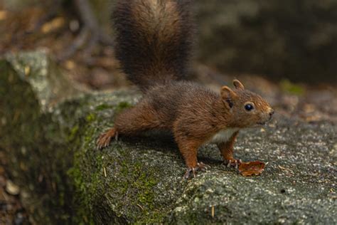 Eurasian Red Squirrel Sciurus Vulgaris Wilson Von Zeidler Flickr