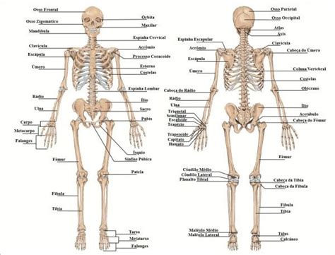 Estrutura Dos Ossos Do Corpo Humano Várias Estruturas