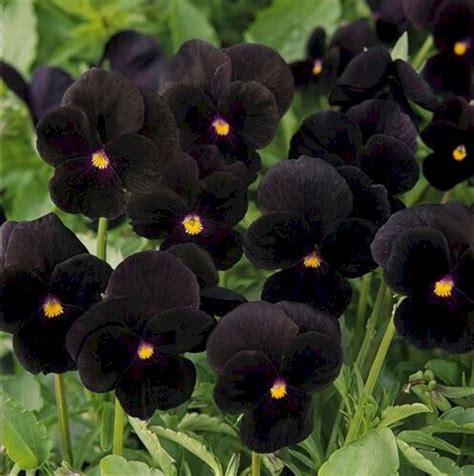 Gorgeous 25 Black Flower Garden Ideas For Inspiration