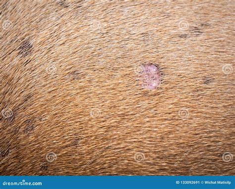 Skin Disease Of The Brown Dog Stock Image Image Of Canine Background