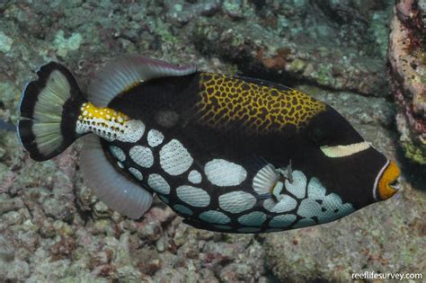 Balistoides Conspicillum Clown Triggerfish Reef Life Survey