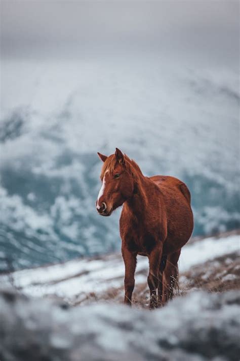 Horse Pictures · Pexels · Free Stock Photos