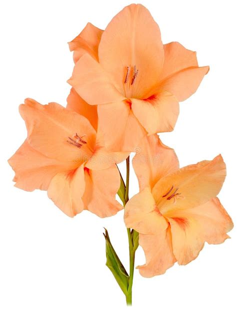 Orange Gladiolus In Garden Stock Image Image Of Video 222250325