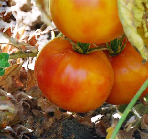 Gold Medal Tomato Seeds